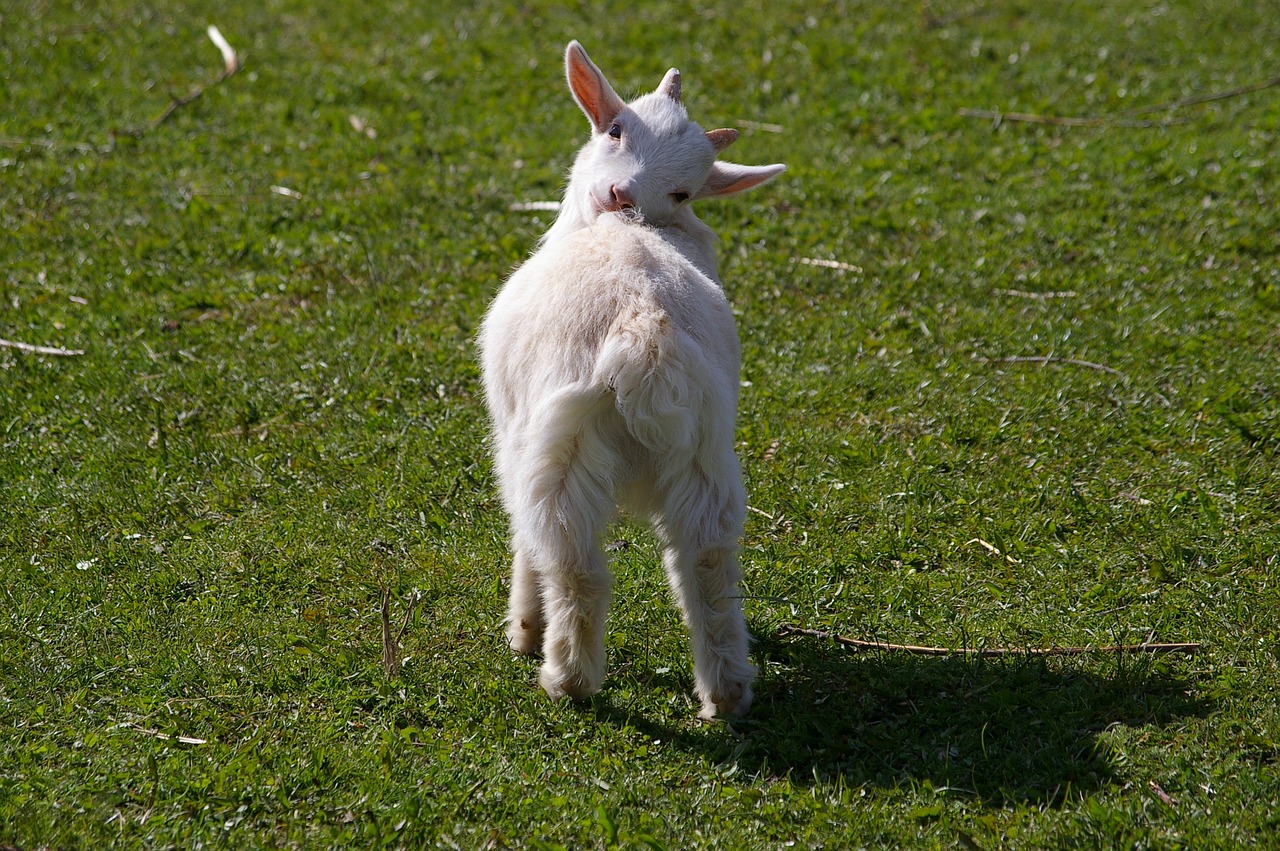 goat killing woolly free photo