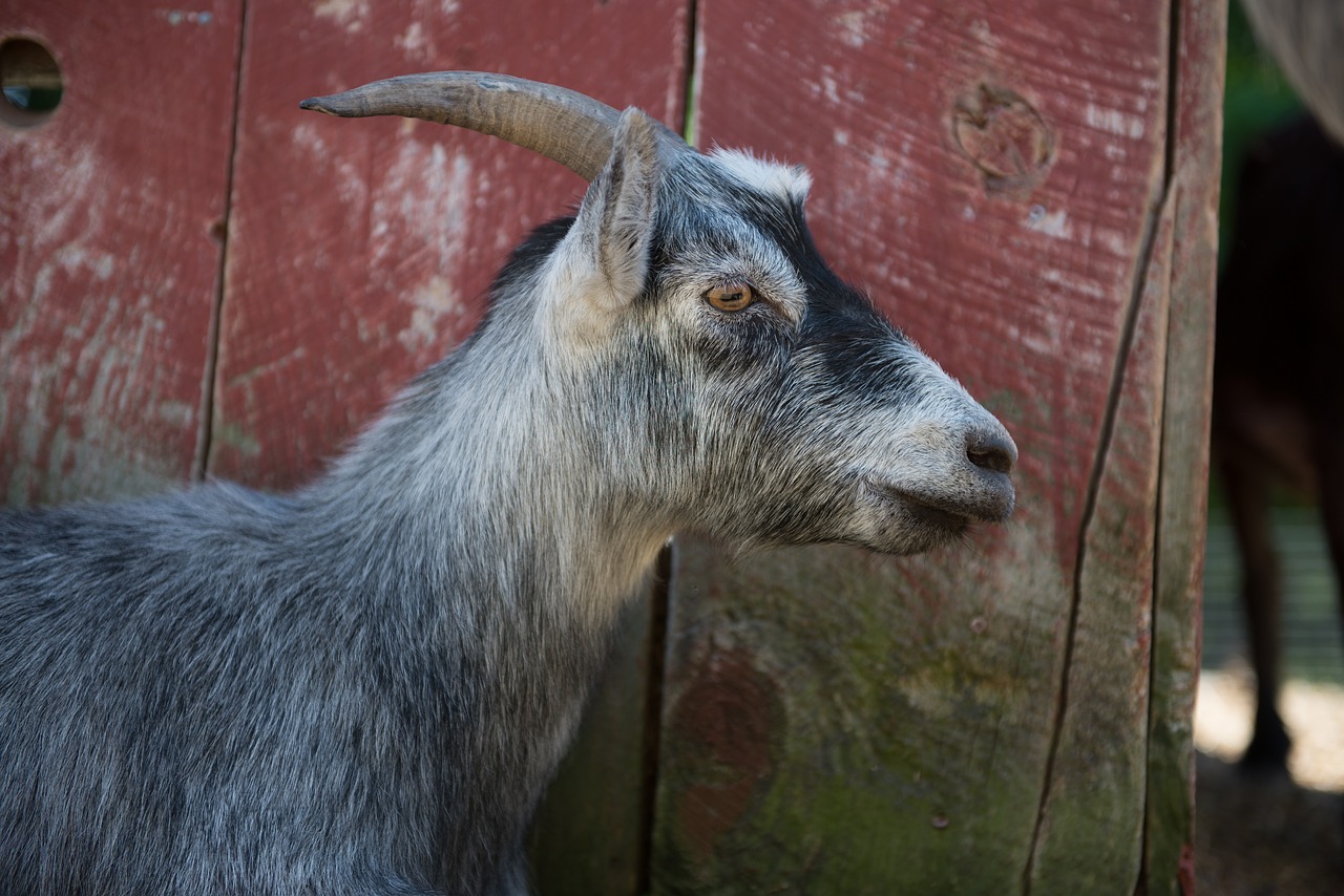 goat face animal free photo