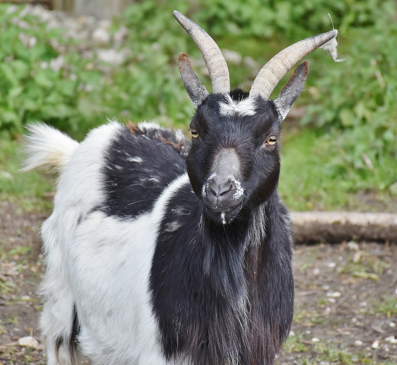 goat bock horns free photo