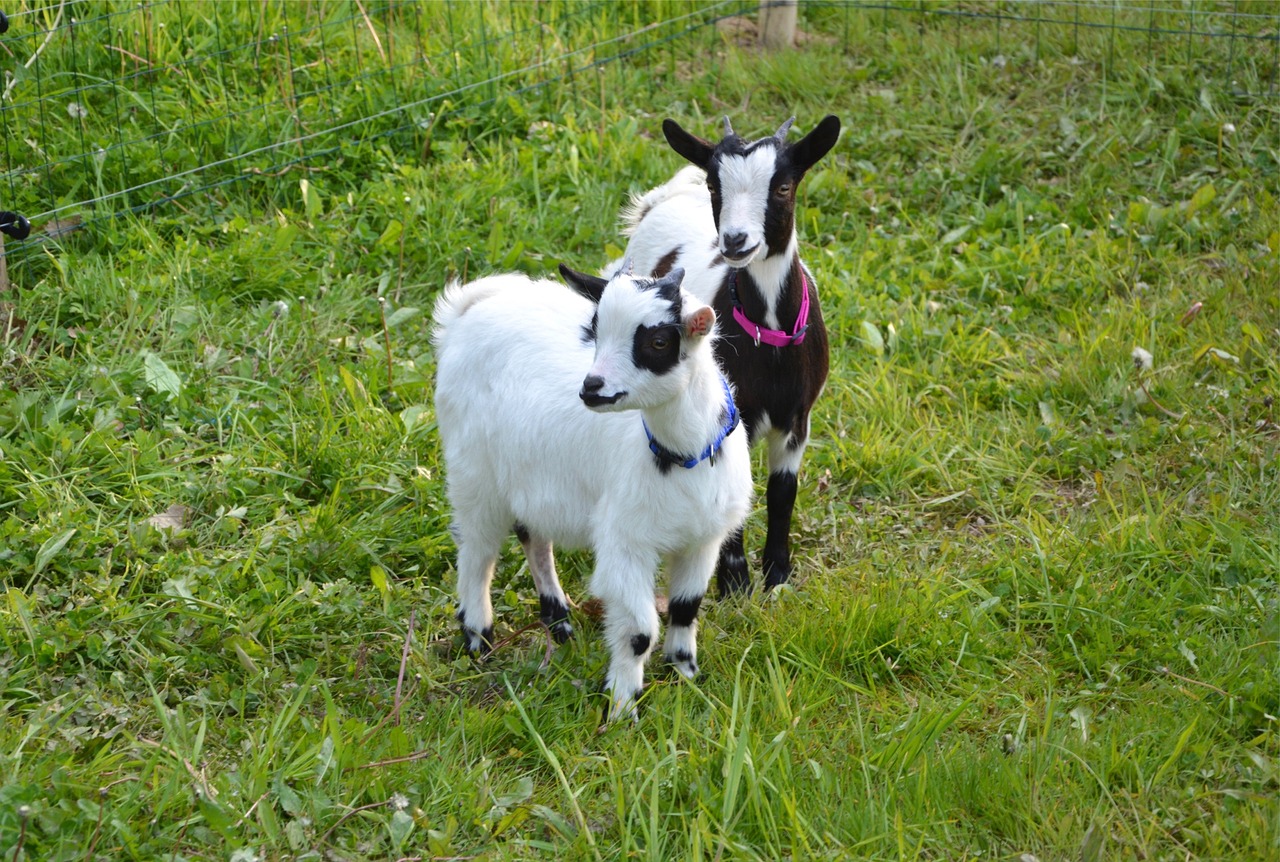 goat kids breeding free photo