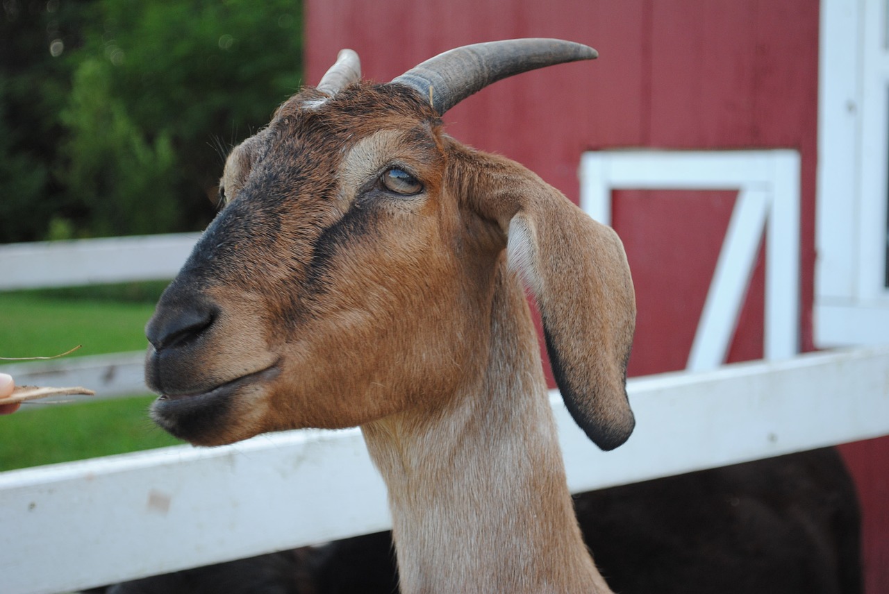 goat billy nanny free photo