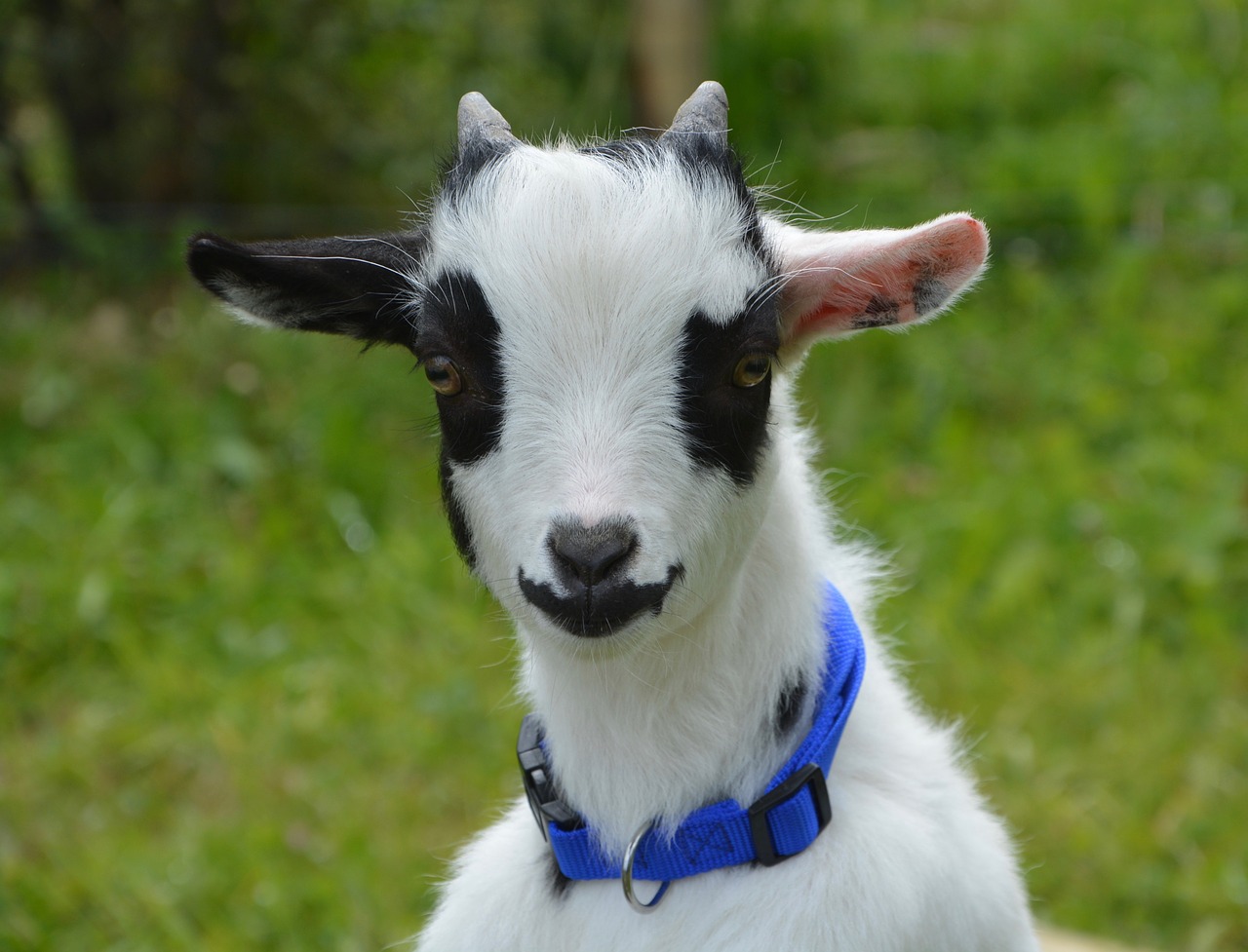 goat dwarf black free photo