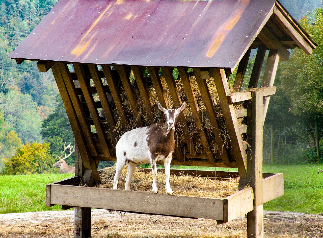 goat manger nature free photo