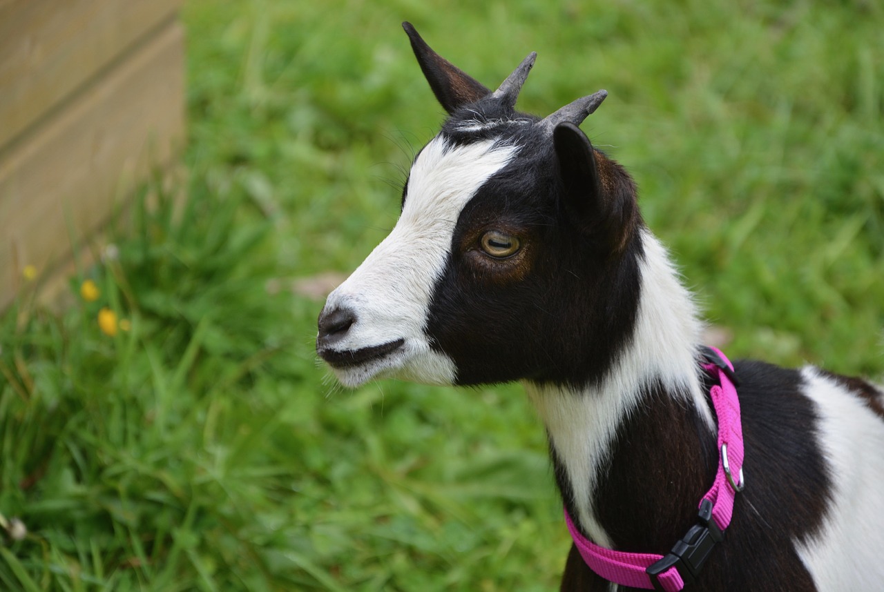 goat profile head free photo
