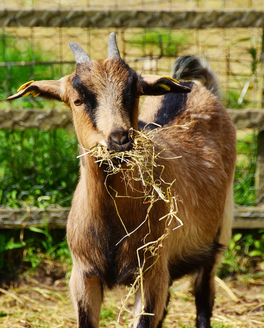 goat young animal billy goat free photo