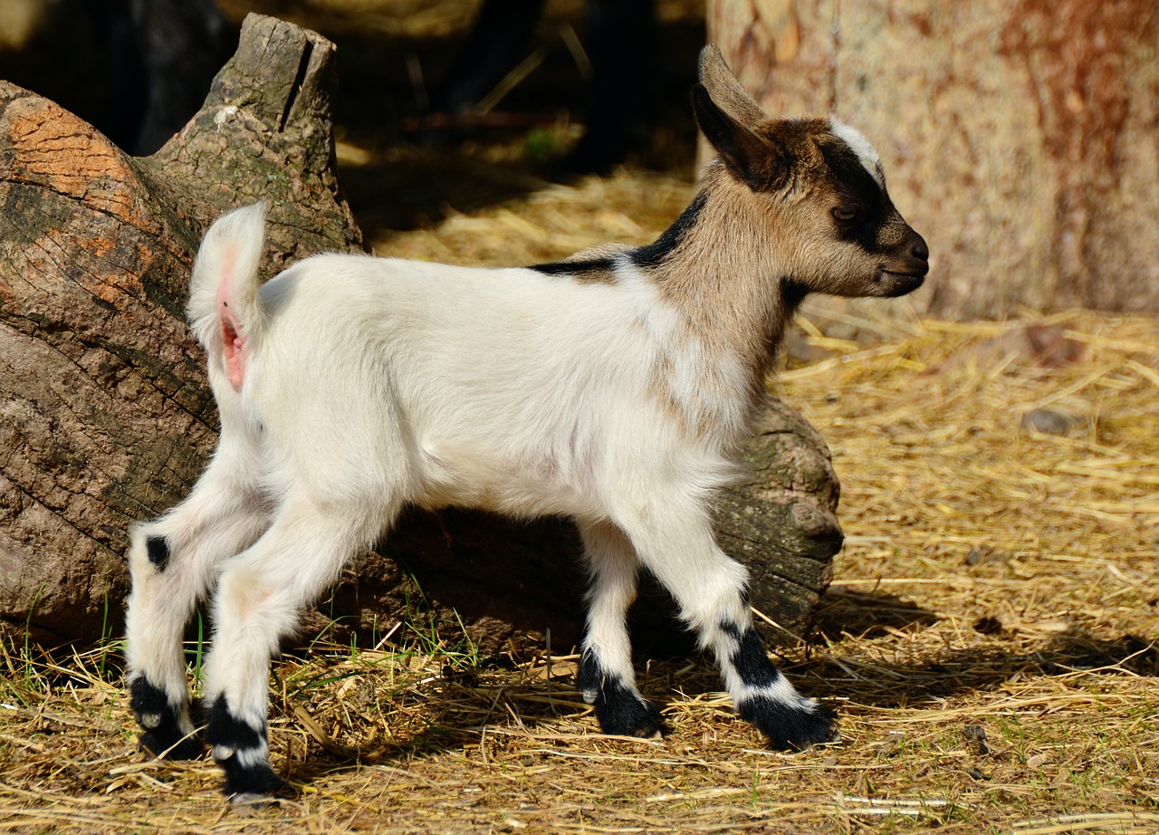 goat young goat young animal free photo