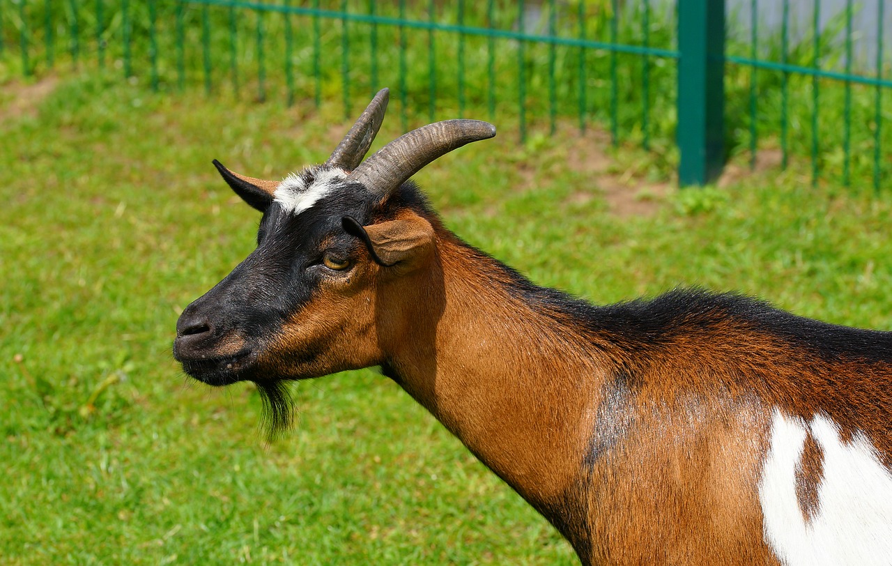 goat brown bart free photo