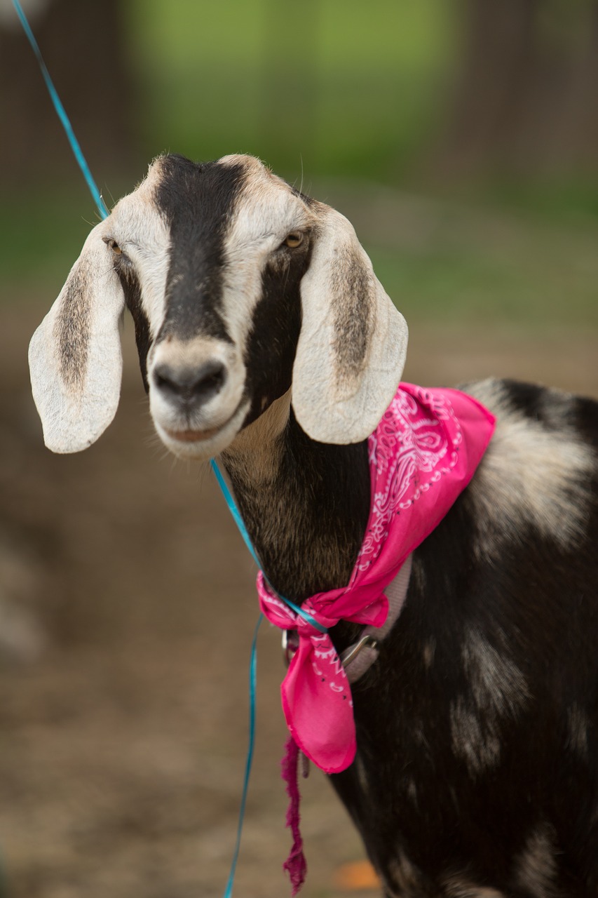 goat farm silly free photo