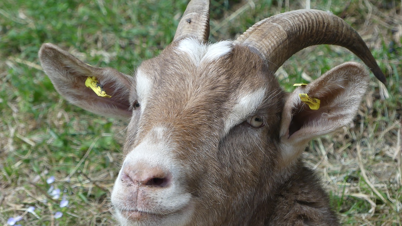 goat animal goat portrait free photo