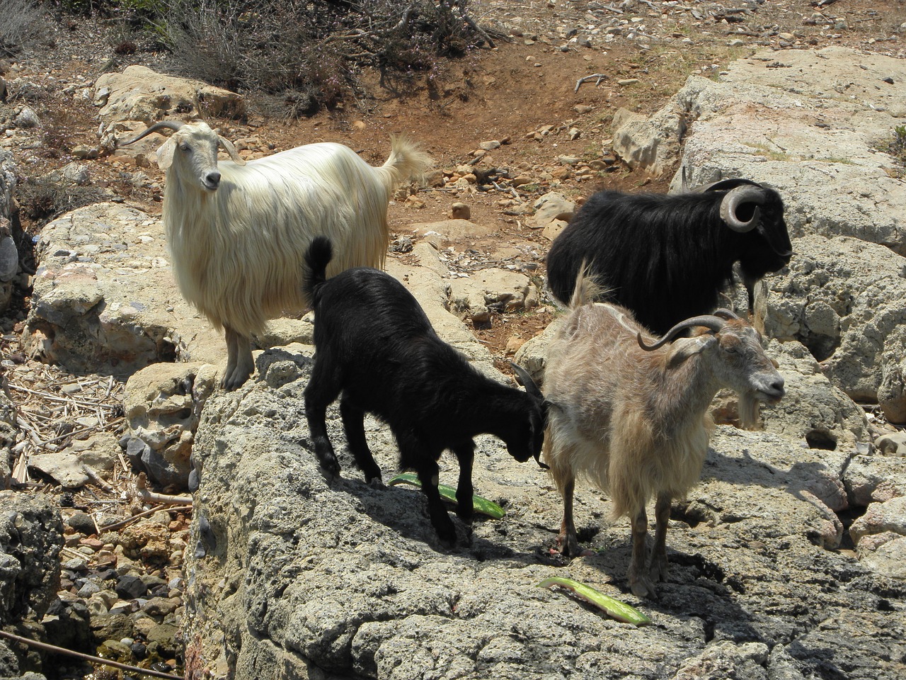 goat animal nature free photo