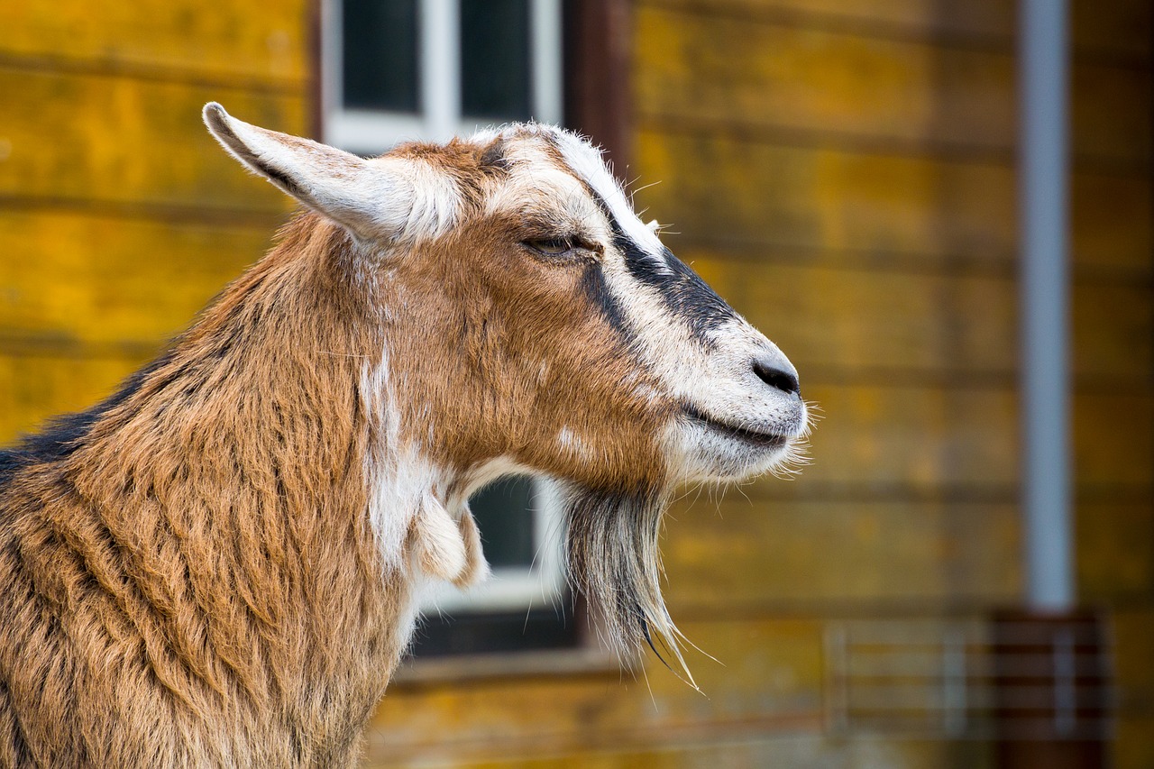 goat goats zoo free photo