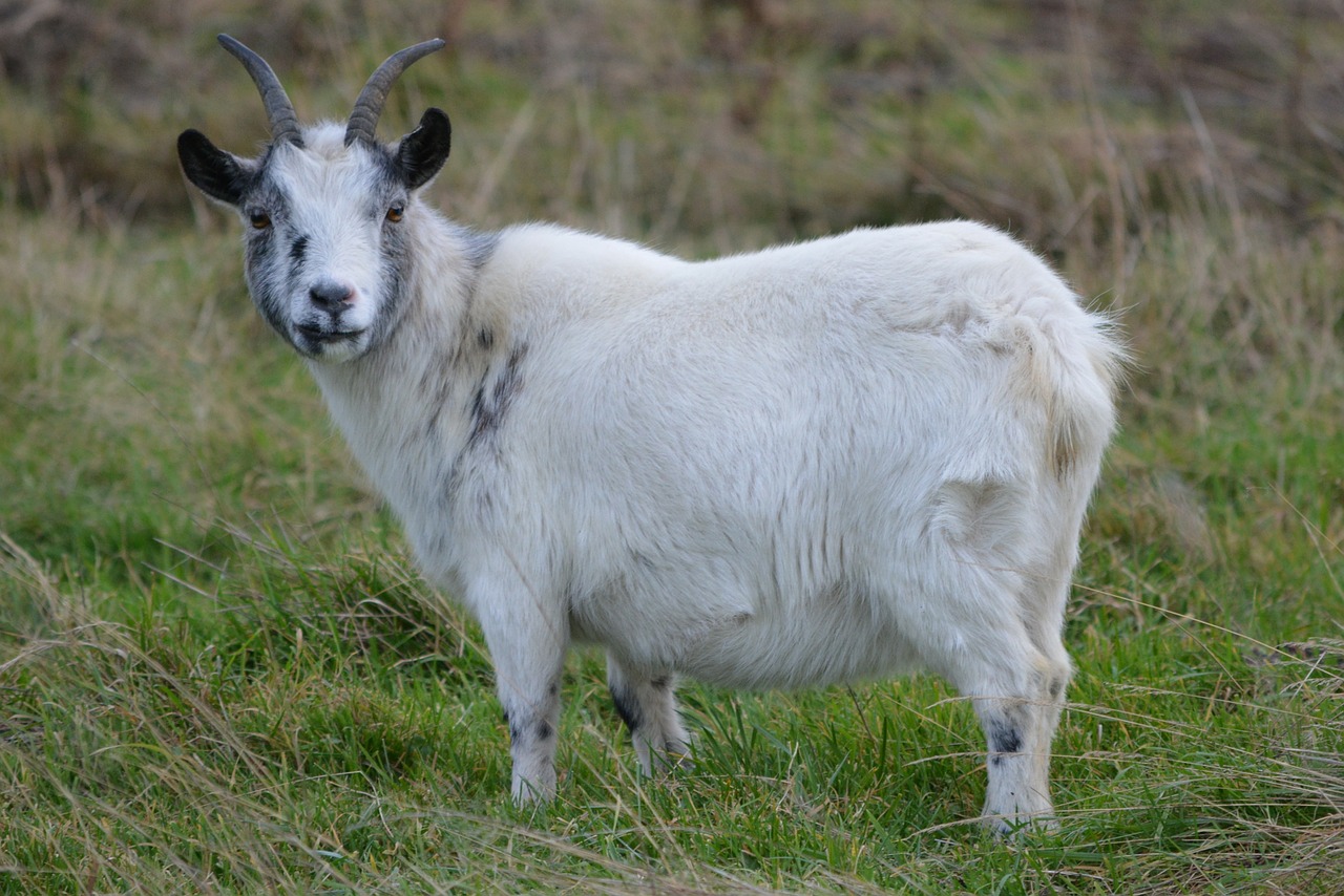 goat animal meadow free photo