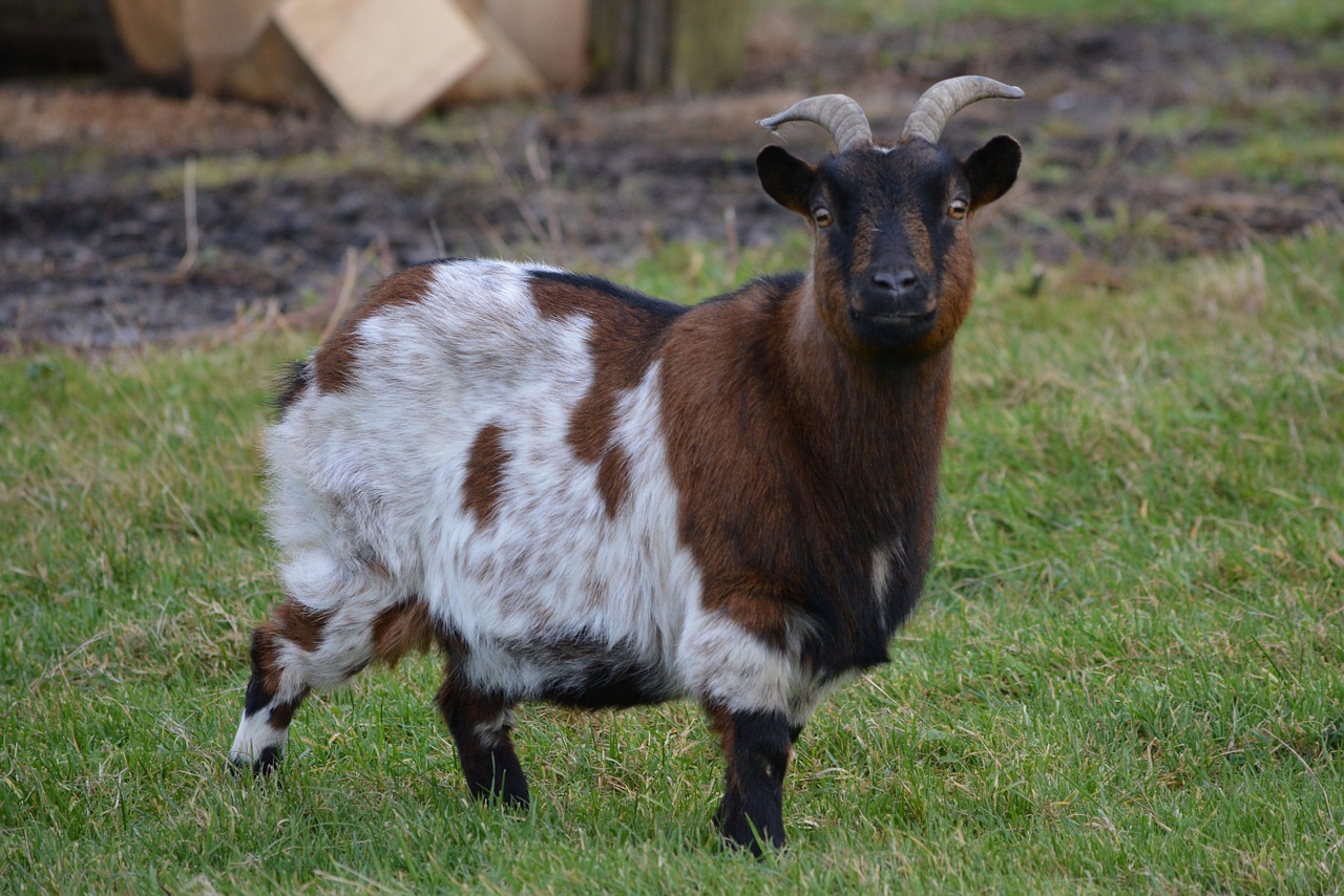 goat animal meadow free photo