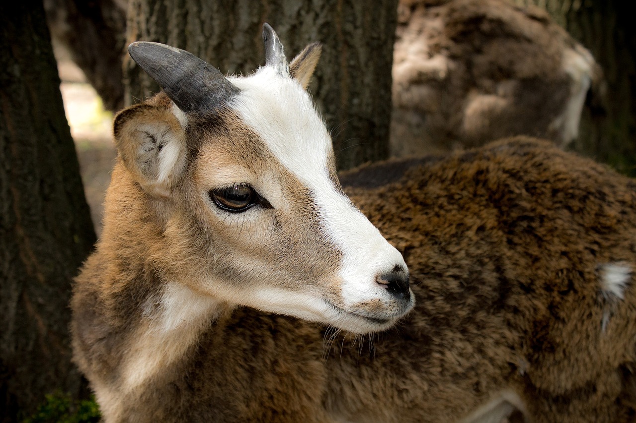 goat kid zoo free photo