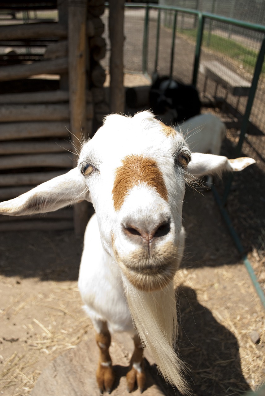 goat animals animal world free photo