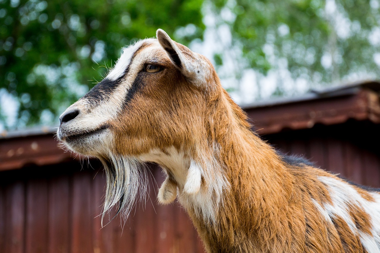 goat goats zoo free photo