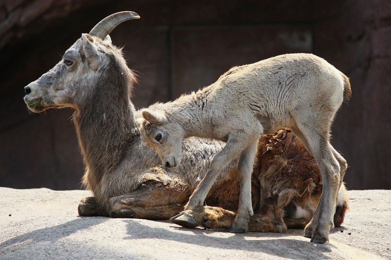 goat mountain goat kid free photo