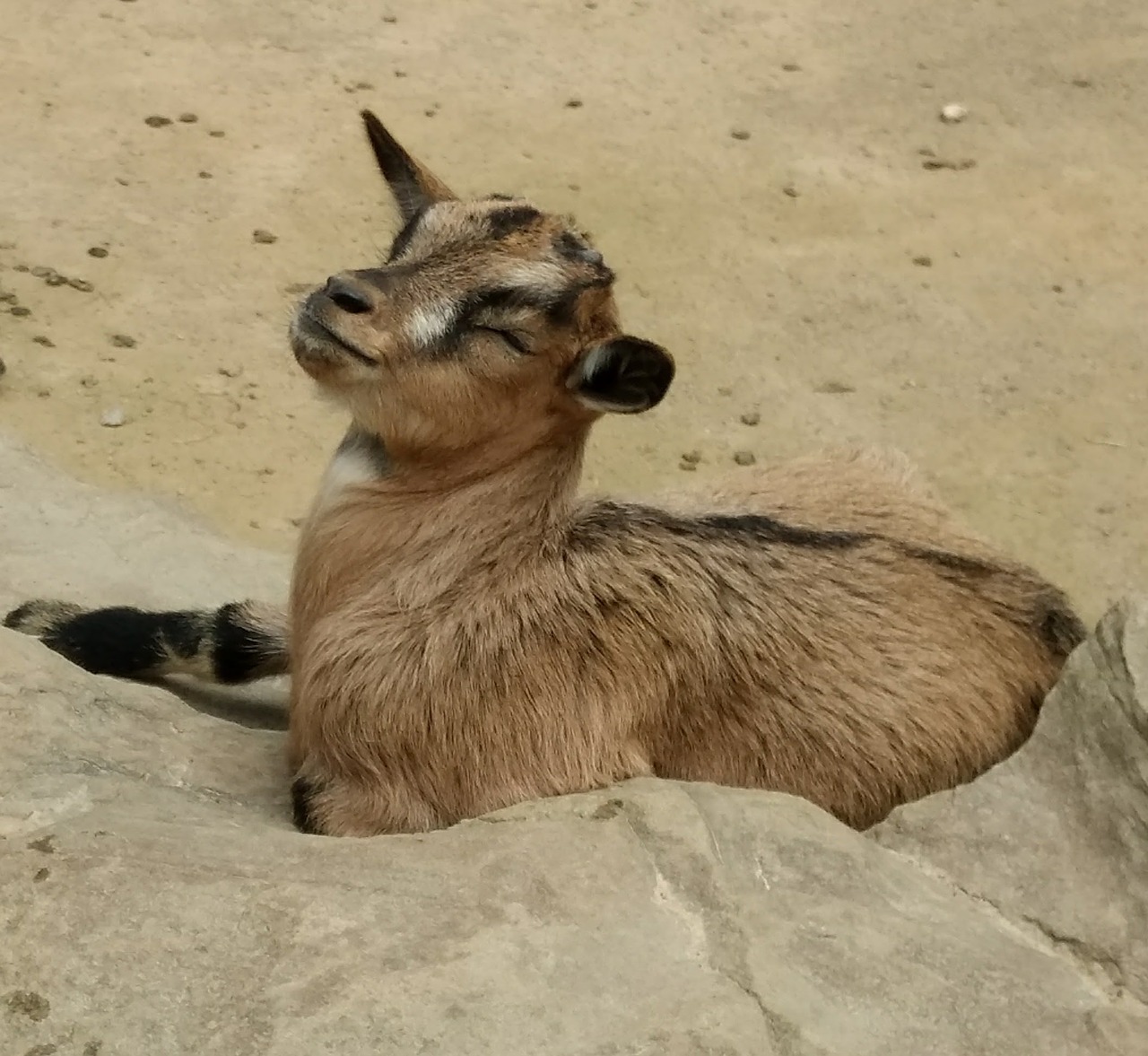 goat kid happy free photo