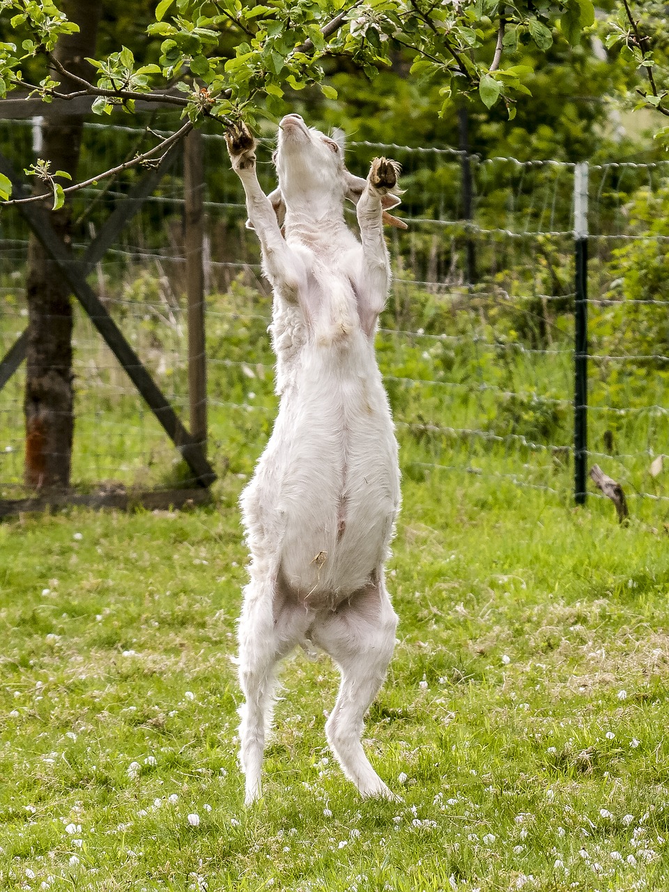 goat animal livestock free photo