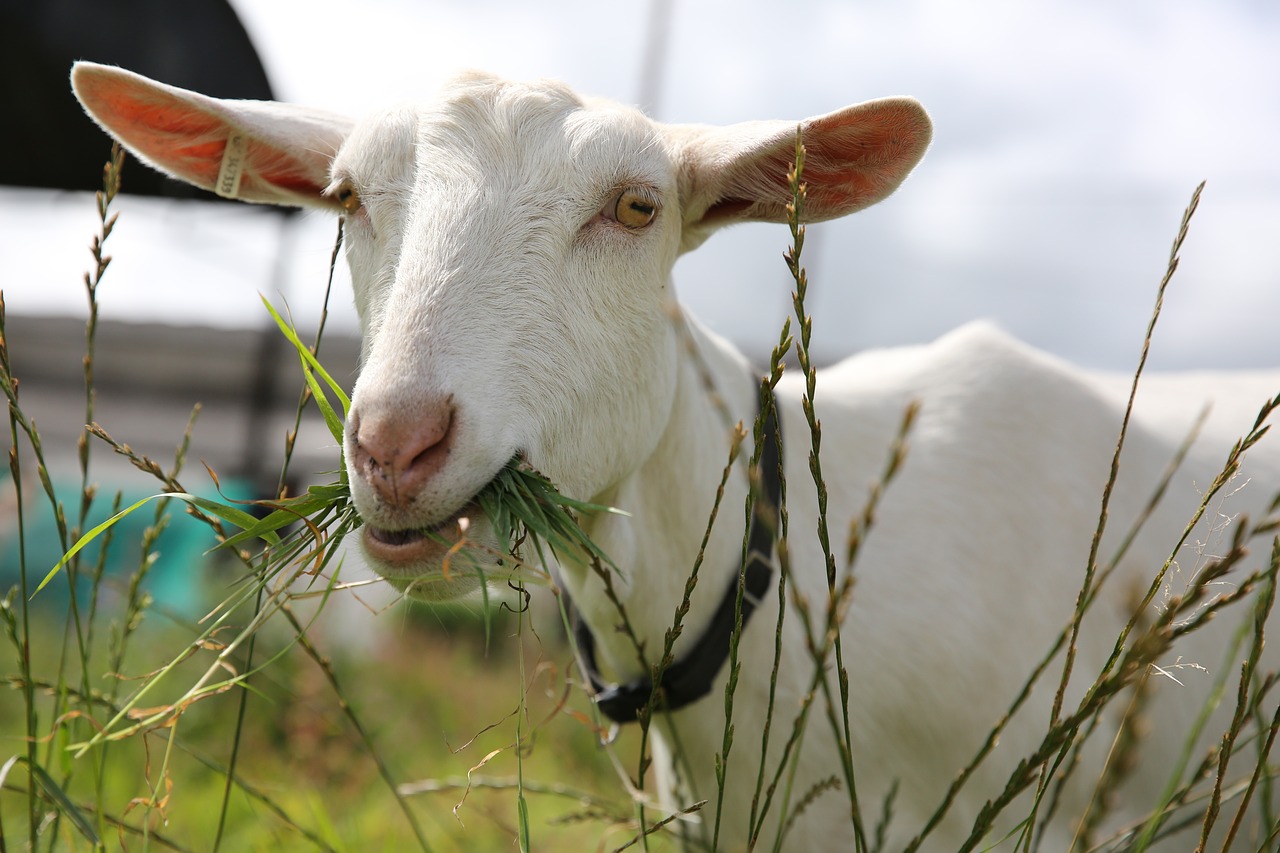 goat farm animal free photo