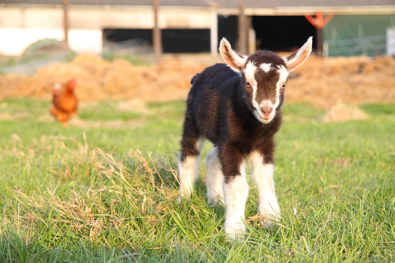 goat kid farm free photo