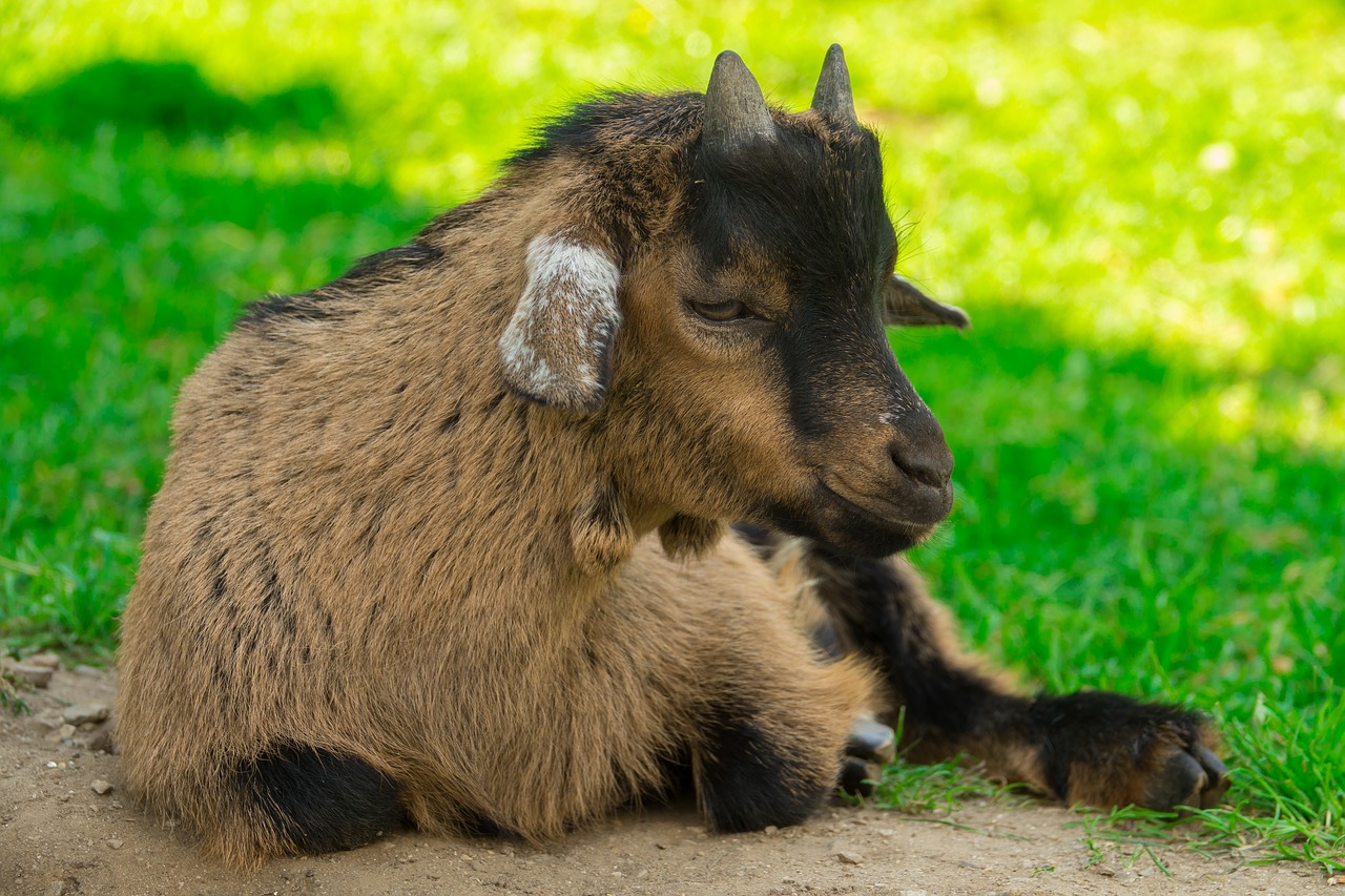 goat dwarf goat domestic goat free photo