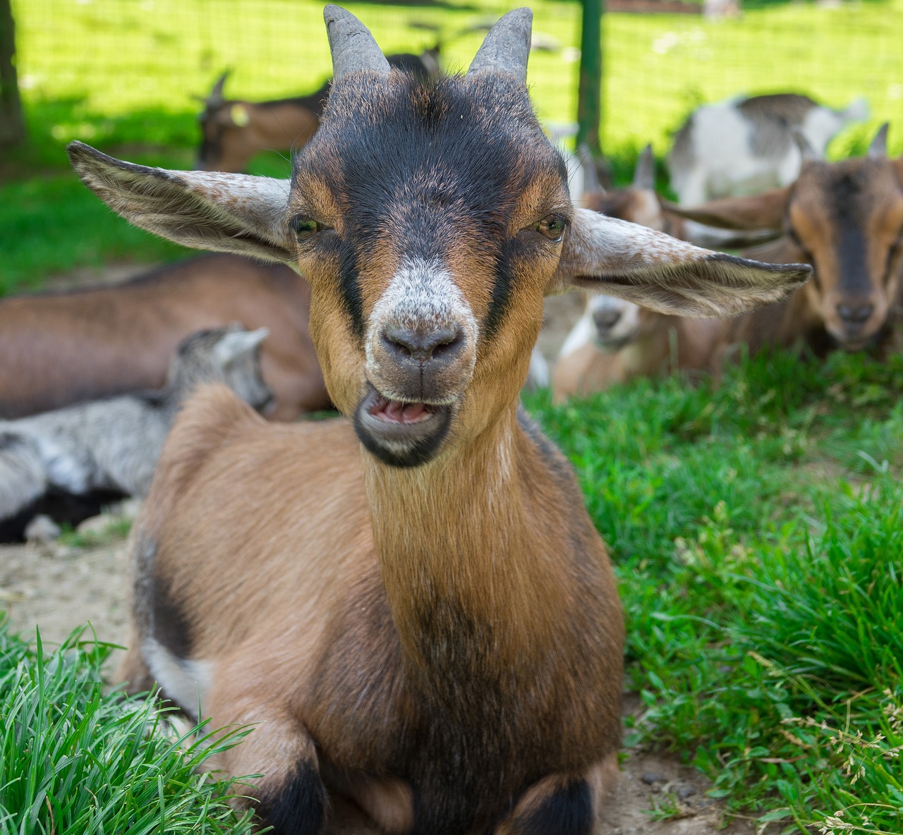 goat domestic goat dwarf goat free photo