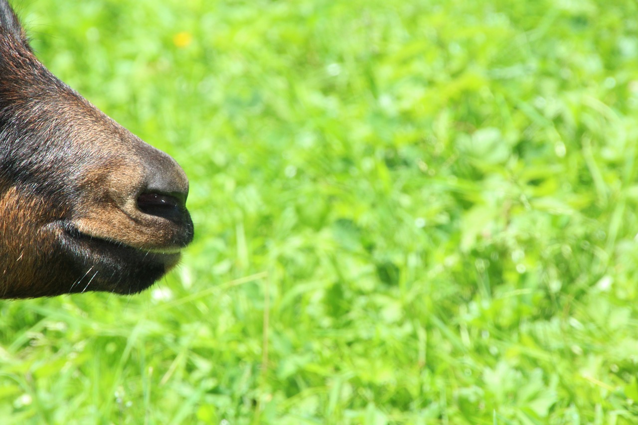 goat brown meadow free photo