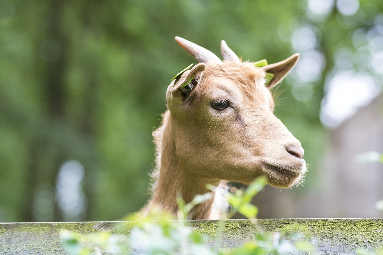 goat goats animals free photo