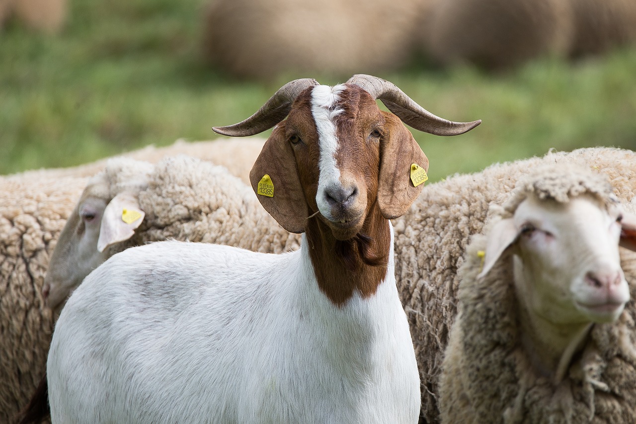 goat animals pasture free photo