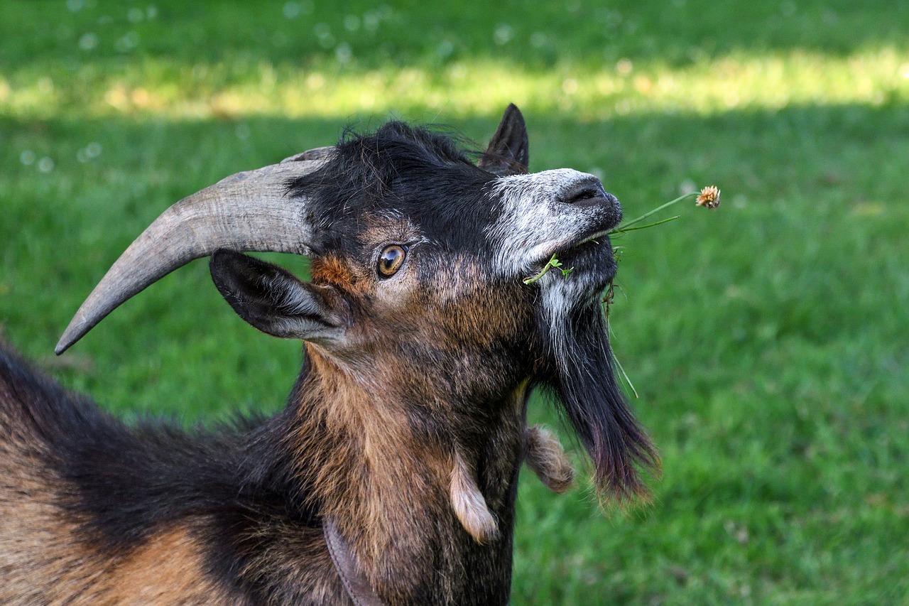 goat young eat free photo