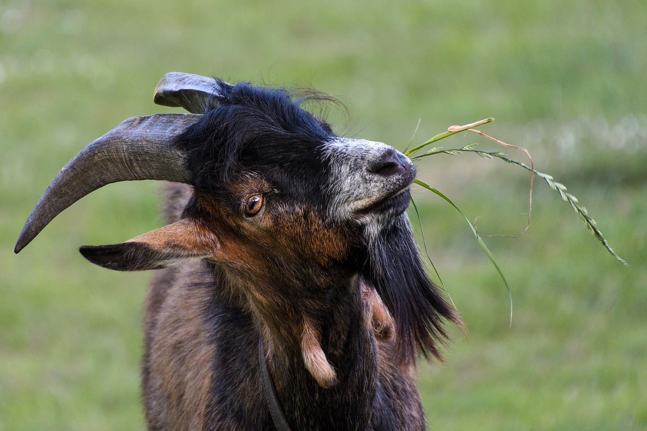 goat young eat free photo