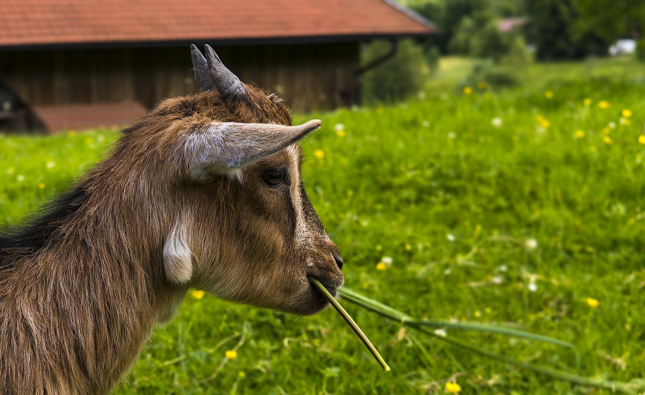 goat portrait animal portrait free photo