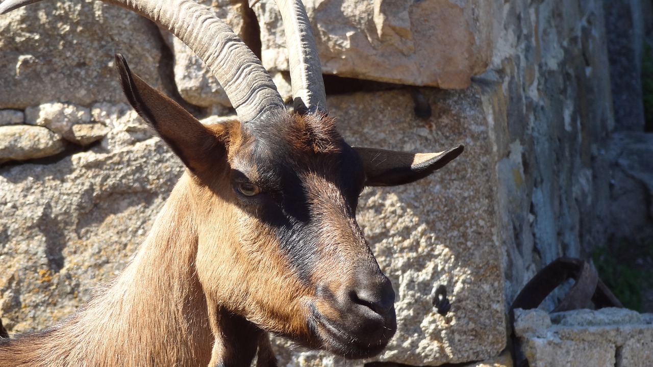 goat animal head domestic animal free photo