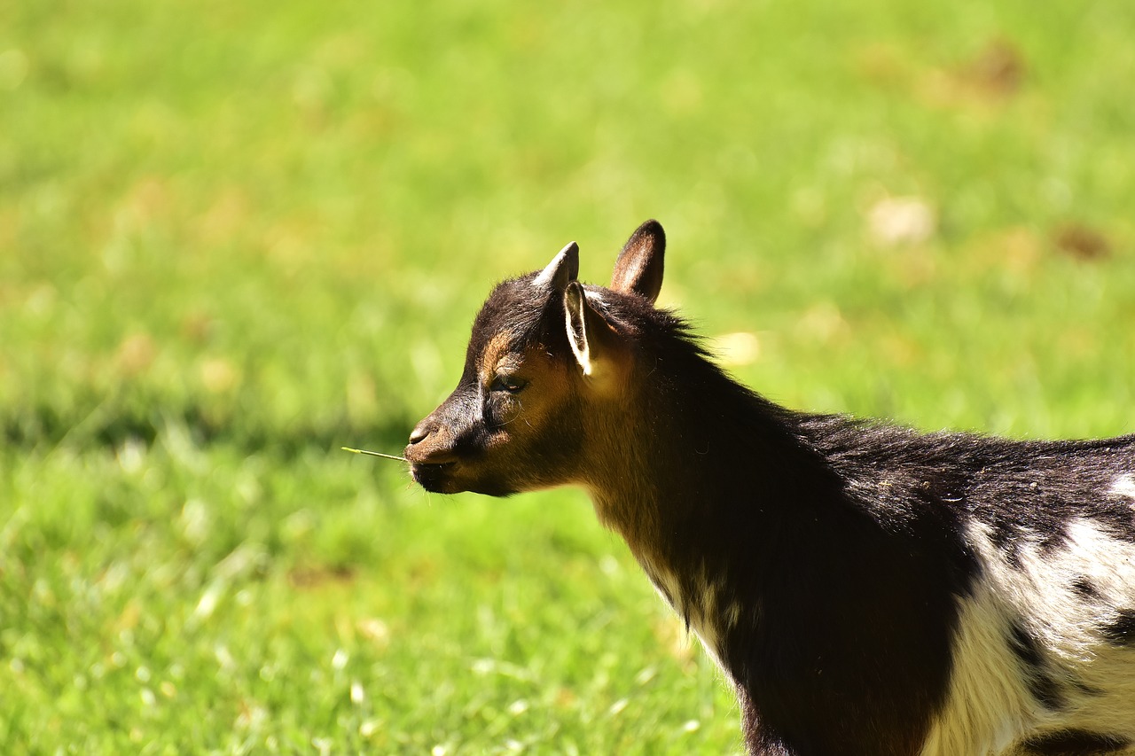 goat kid animal free photo