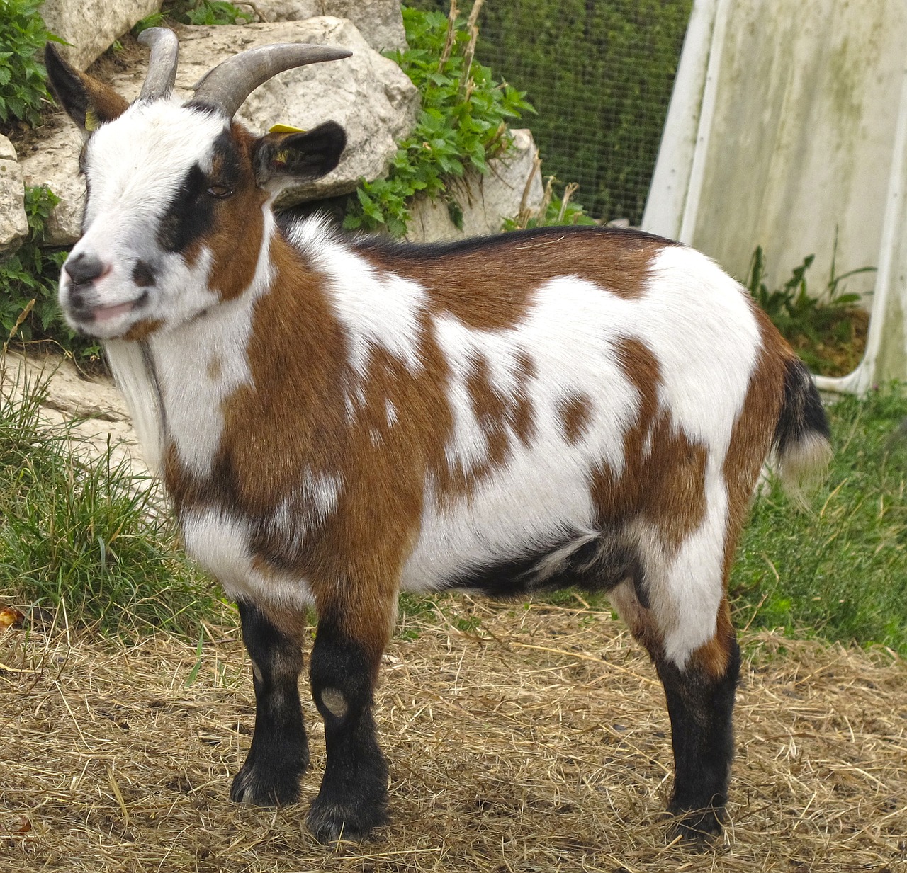 goat kid small goat free photo