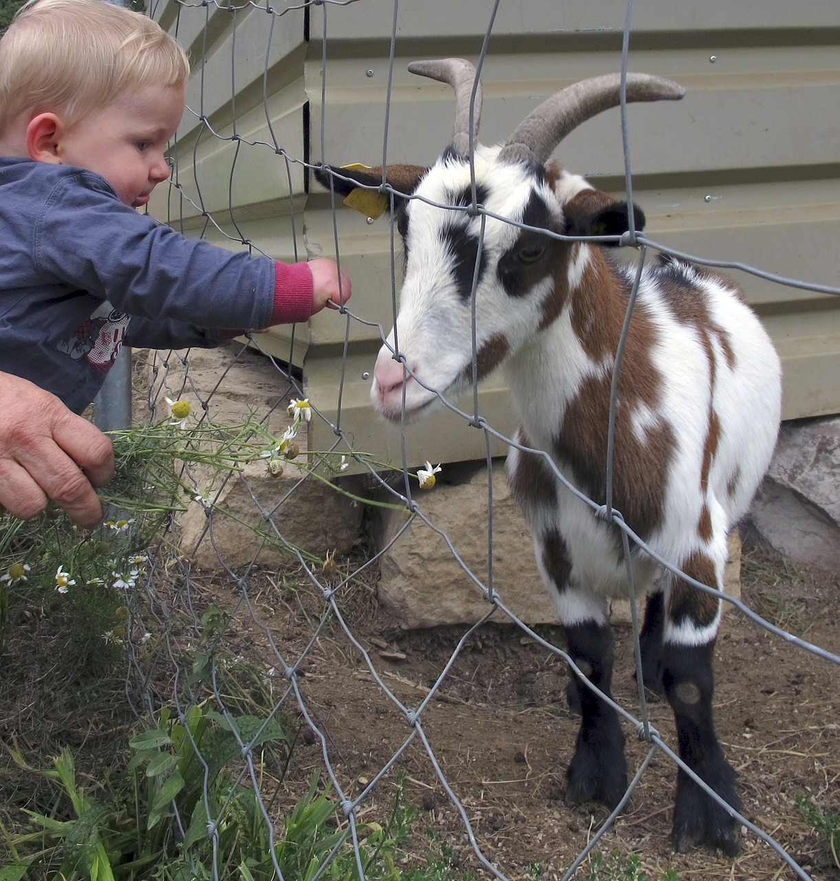 goat kid small child free photo