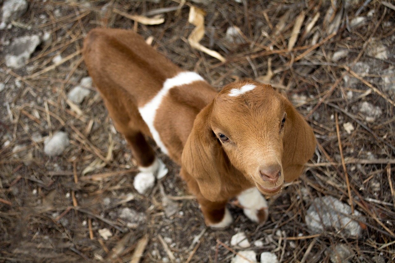 goat kid animal free photo