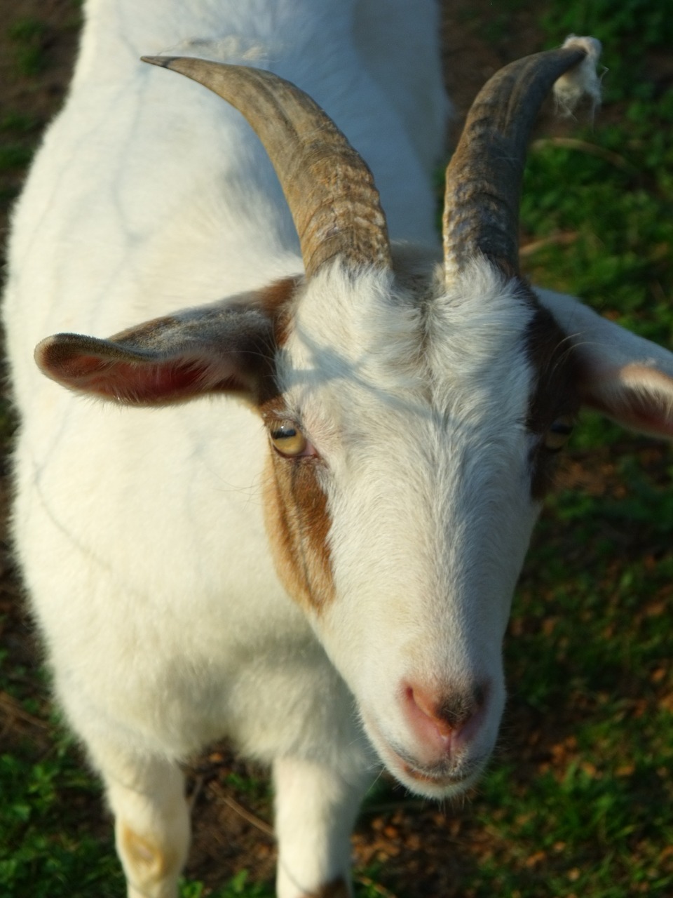 goat horn animal free photo