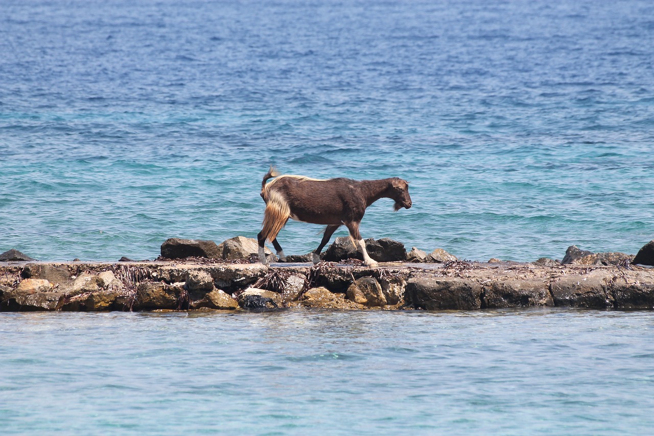 goat sea island free photo