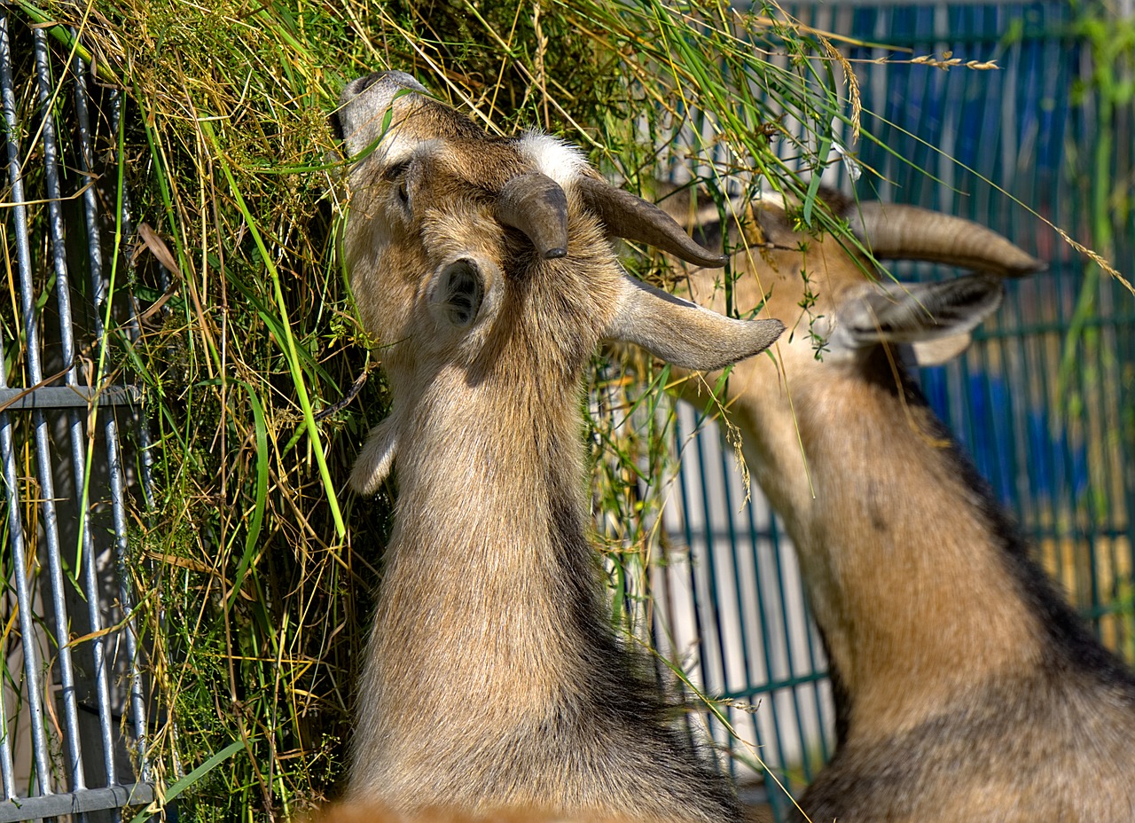 goat goats eat free photo