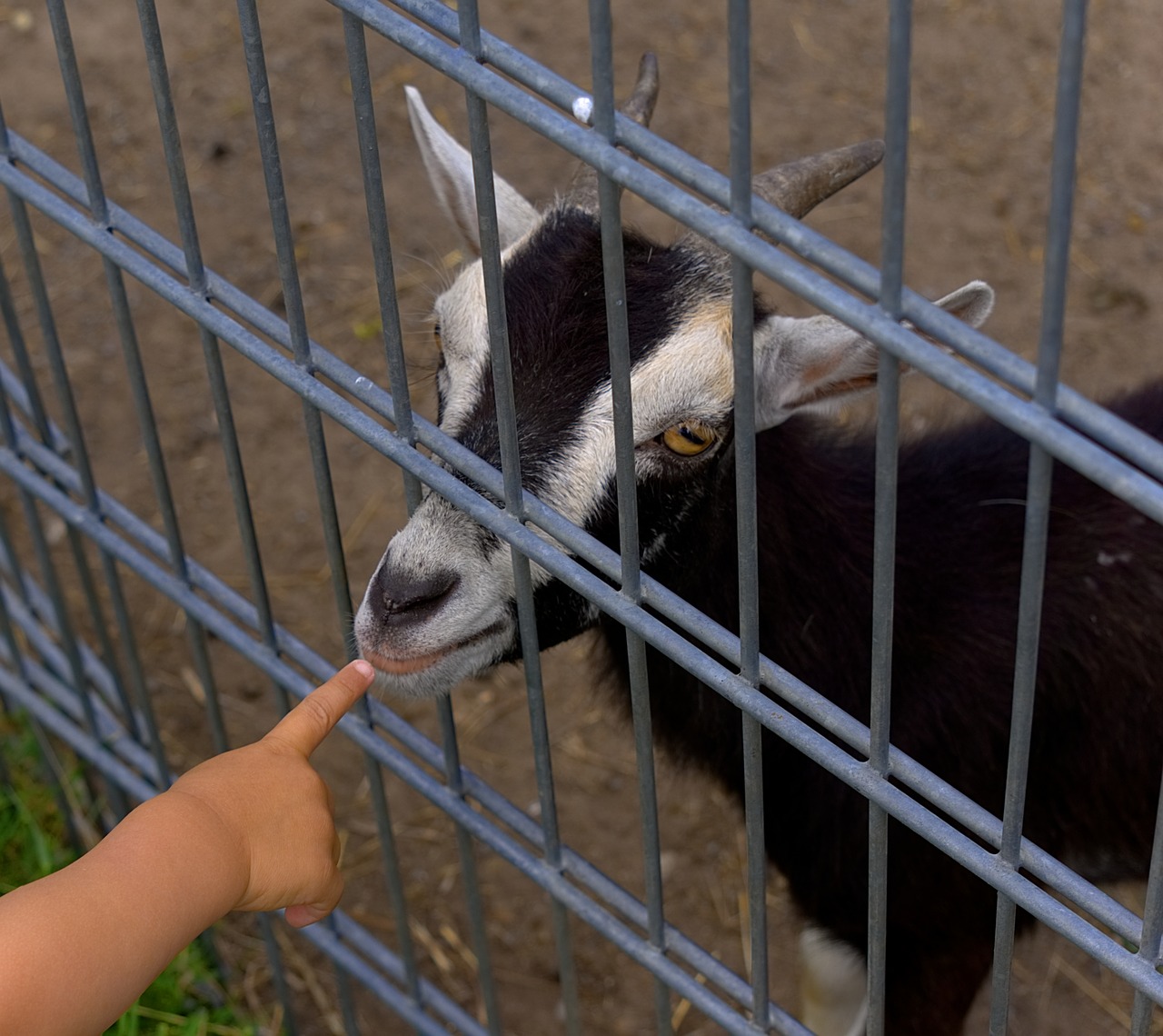 goat fence finger free photo