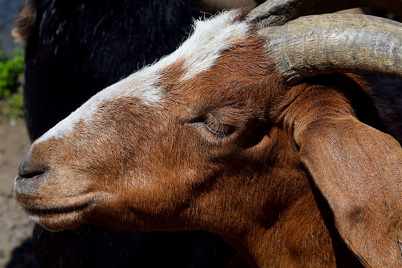 goat portrait face free photo