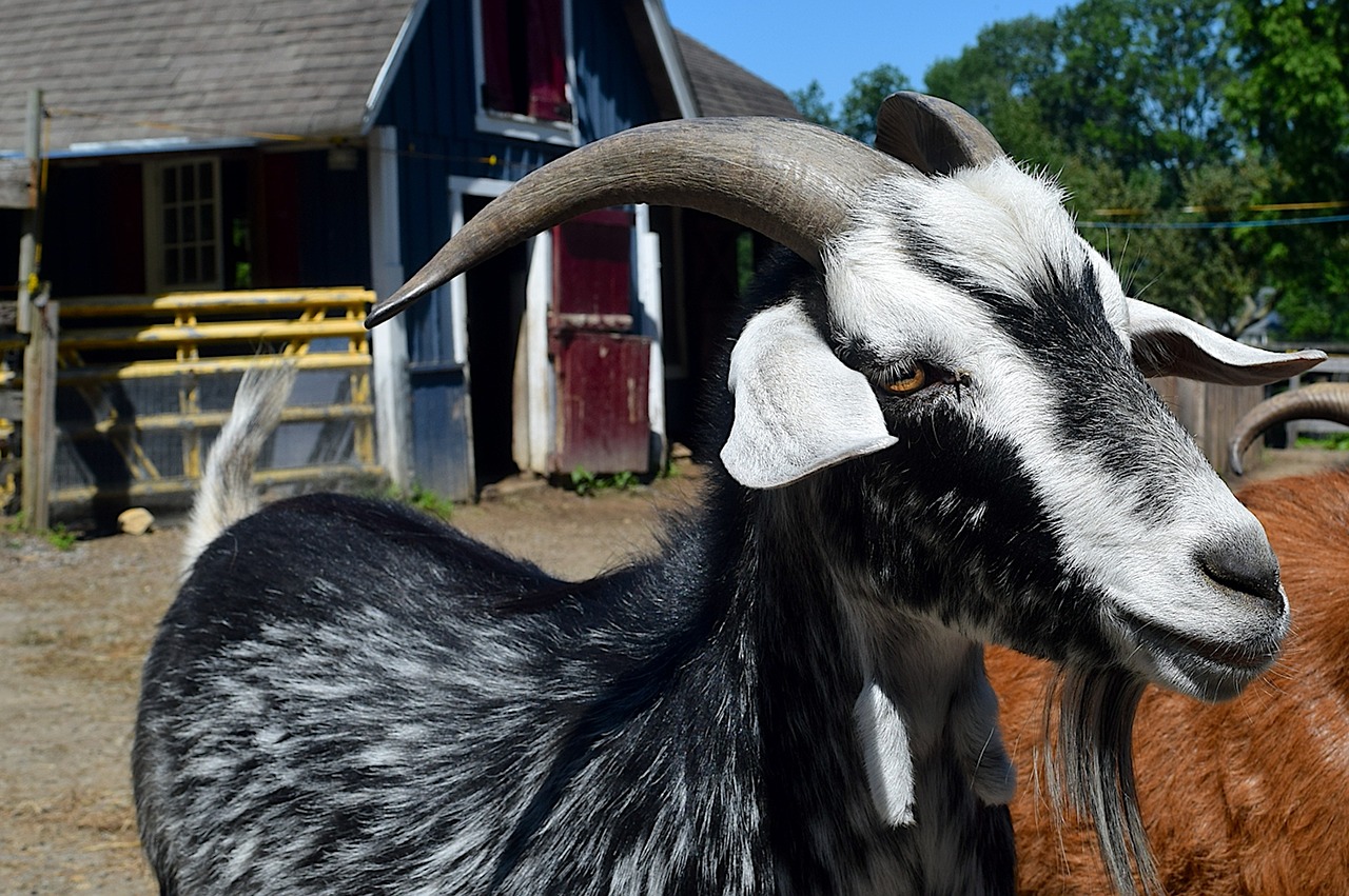 goat portrait face free photo