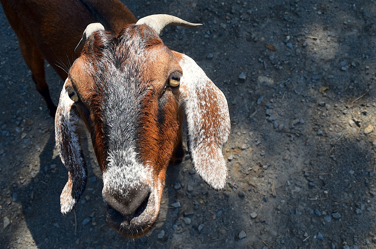 goat portrait face free photo