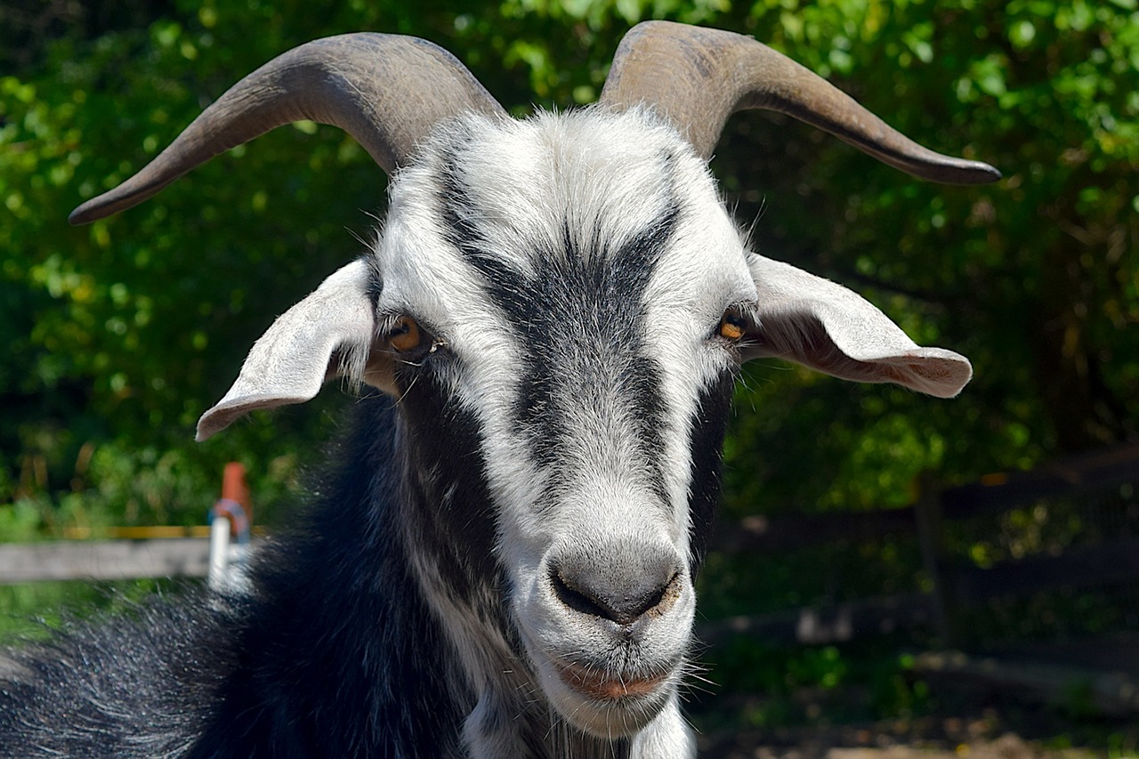 goat portrait face free photo