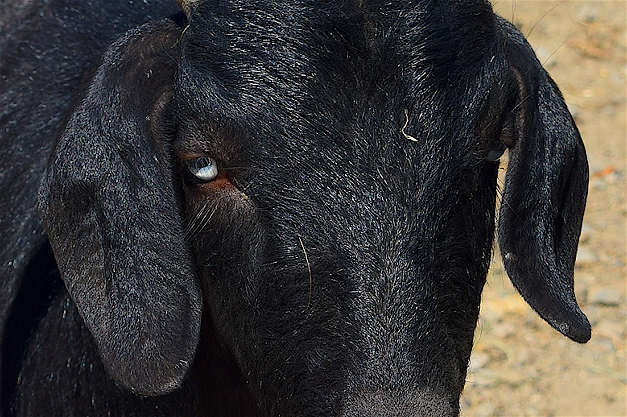 goat portrait close up free photo