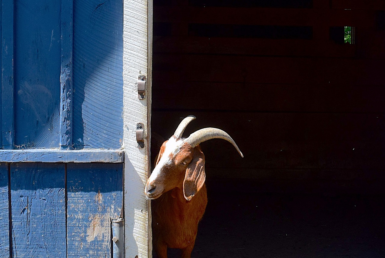 goat barn face free photo