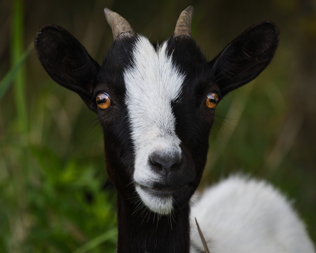 goat look portrait free photo