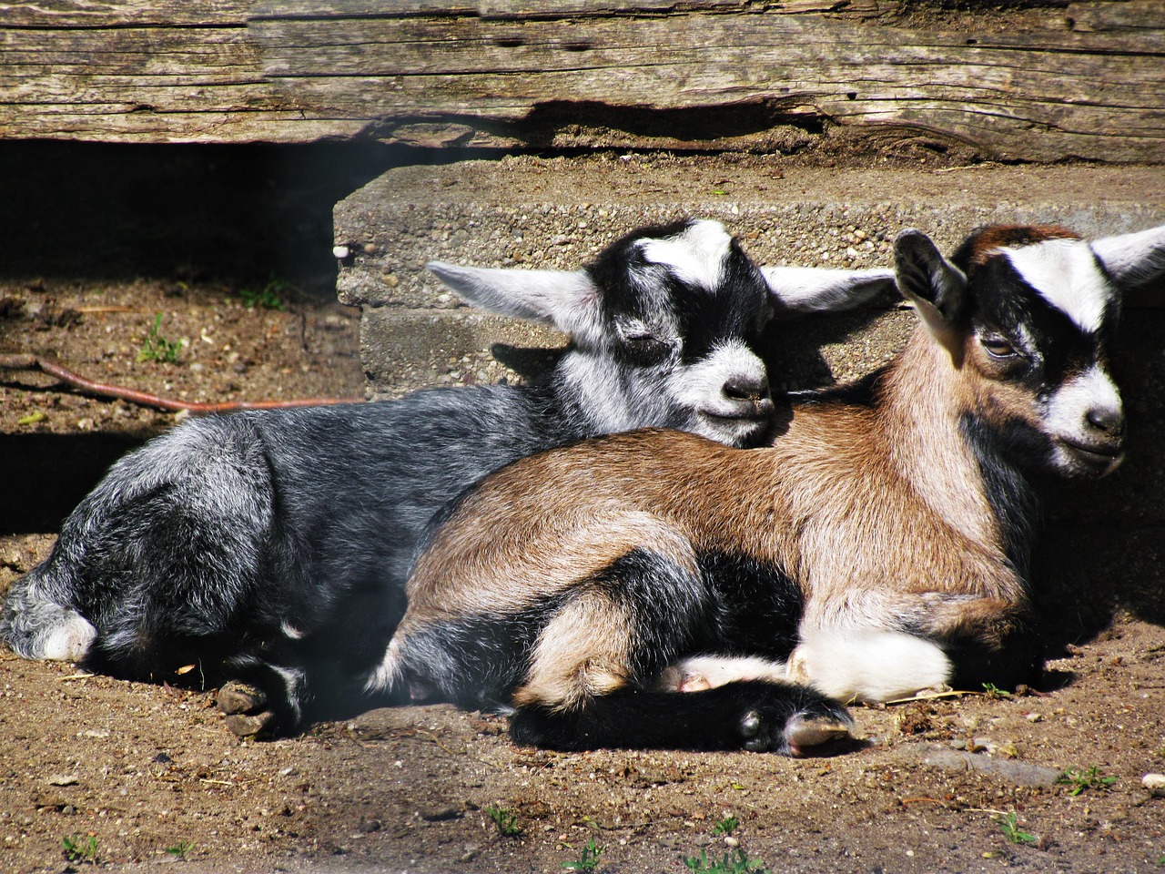 goat mammal pet free photo